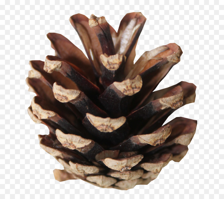 Piña，árbol PNG