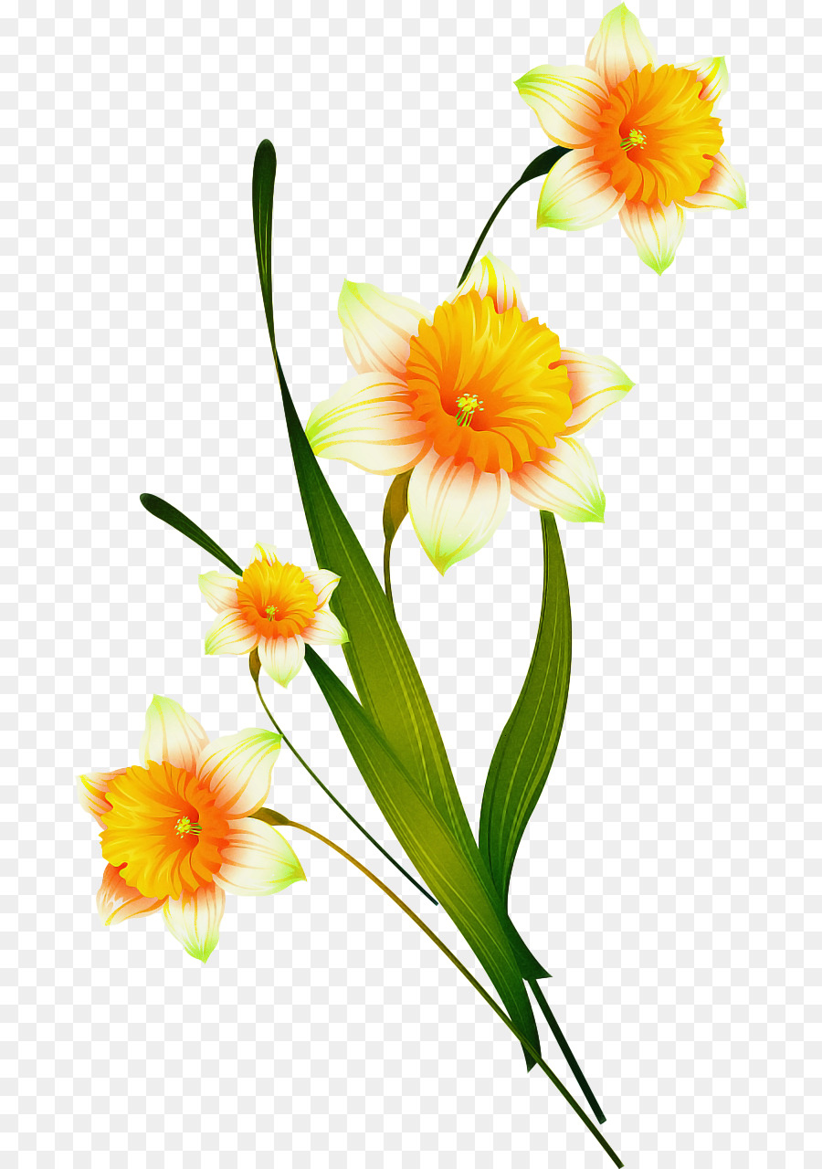 Narcisos，Amarillo PNG