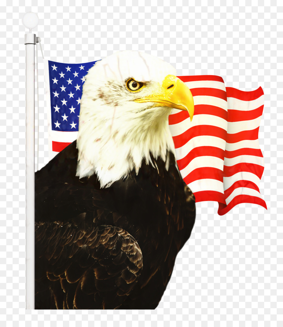 Estados Unidos，Bandera De Los Estados Unidos PNG