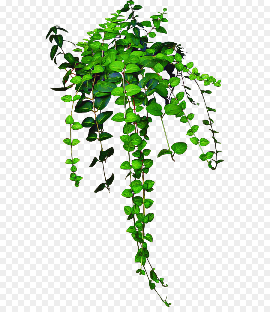 Dibujo，Las Plantas PNG