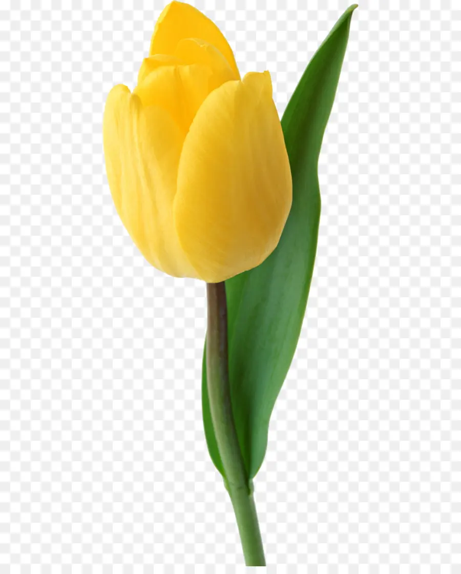 Tulipán，Planta PNG