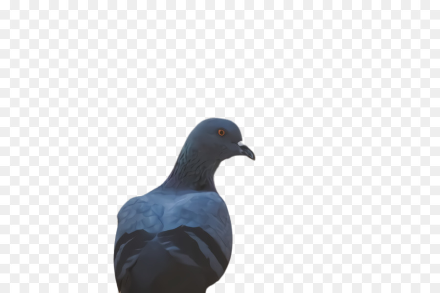 Las Palomas Y Las Palomas，Pico PNG