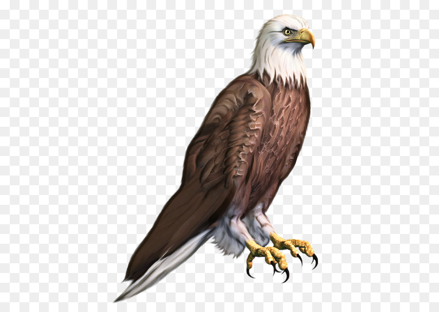 águila Calva，águila PNG