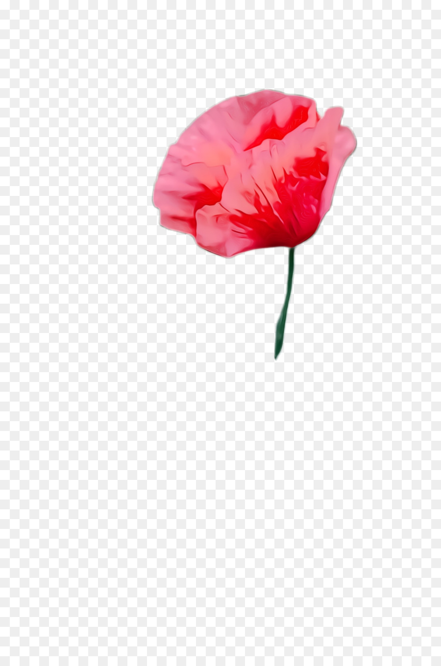 Amapola，Clavel PNG