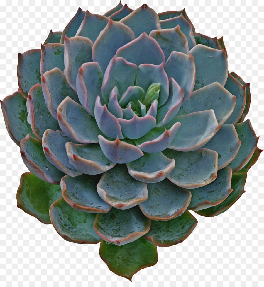 Planta Suculenta，Cactus PNG