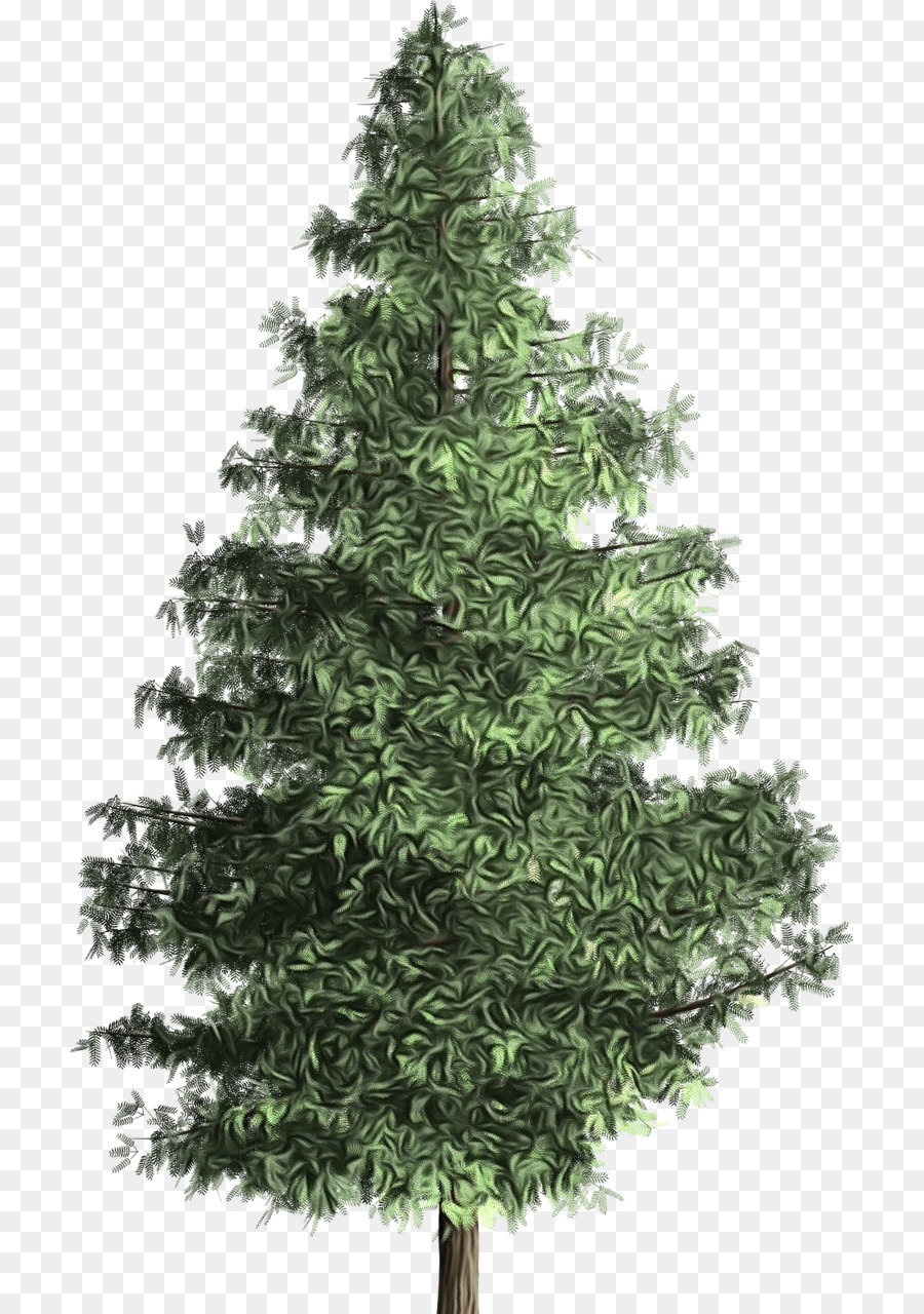 Árbol，Pino PNG