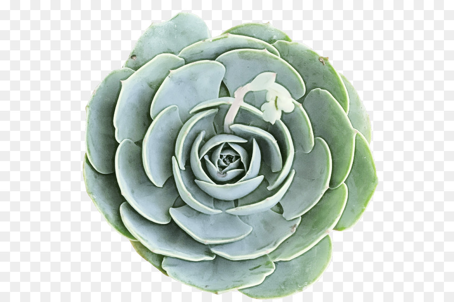 Flor，Echeveria PNG