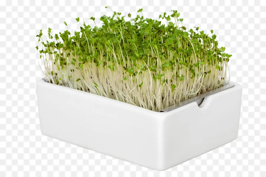 Deseado，Microgreen PNG