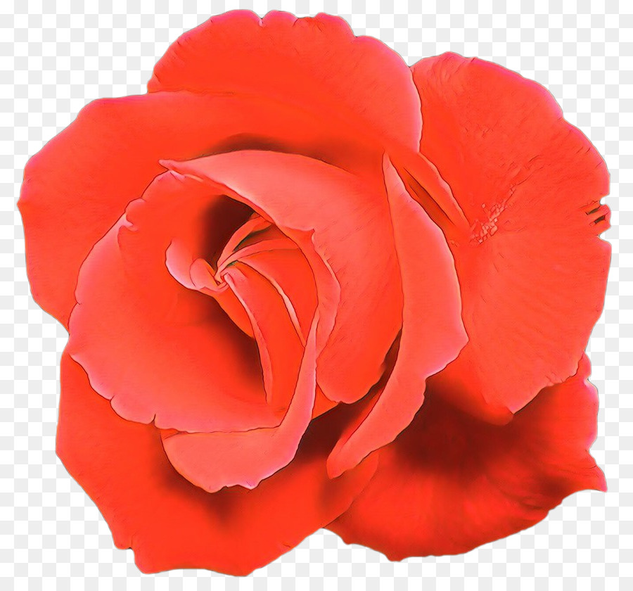 Rosa Rosa，Florecer PNG