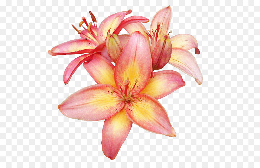 Lily，Centerblog PNG
