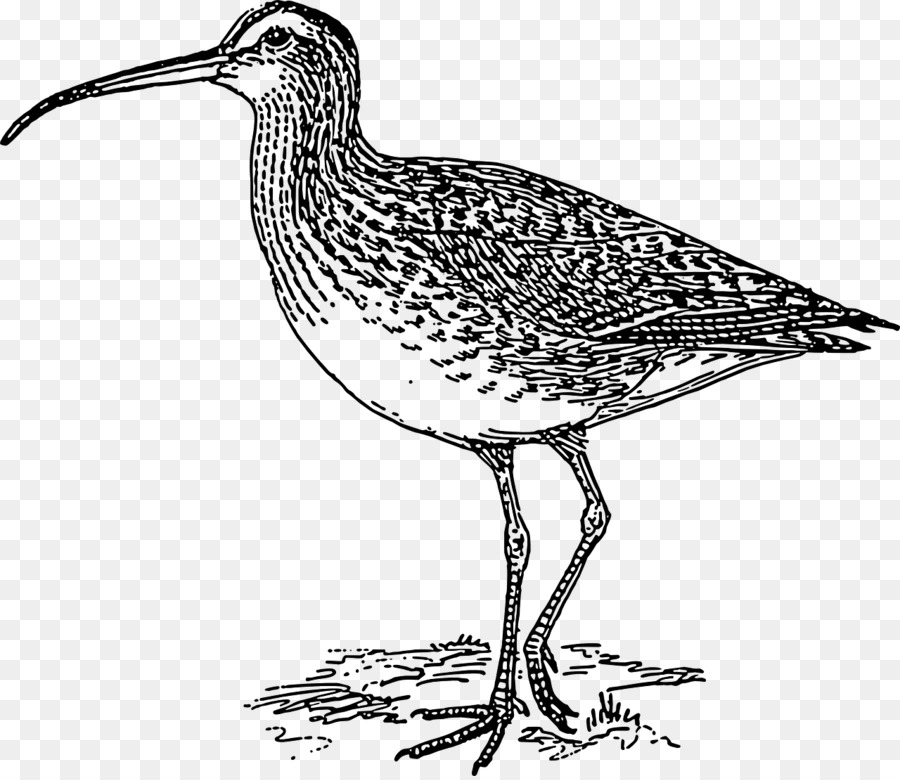 Las Aves Playeras，Longbilled Curlew PNG