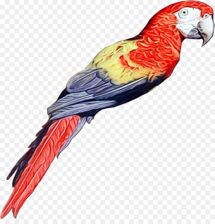 Guacamayo，Parakeet PNG
