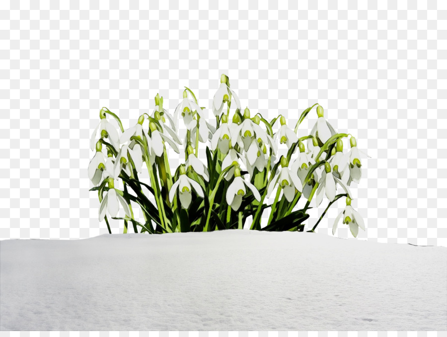 Campanilla De Invierno，La Floración De La Planta PNG