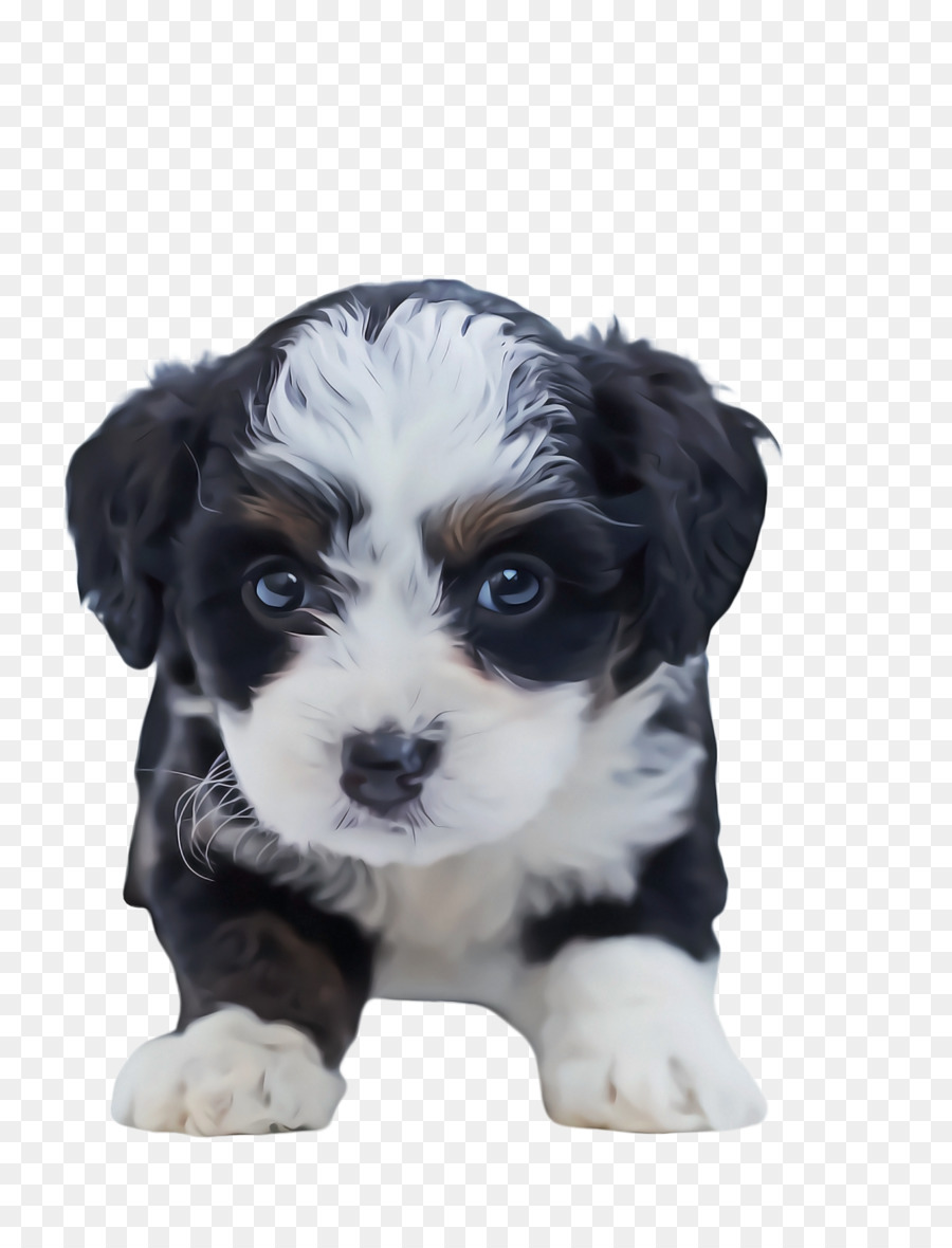 Cachorro，Perro PNG