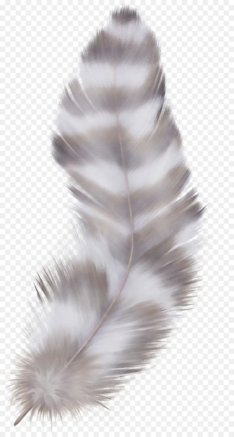 Pluma，Pavo Real PNG