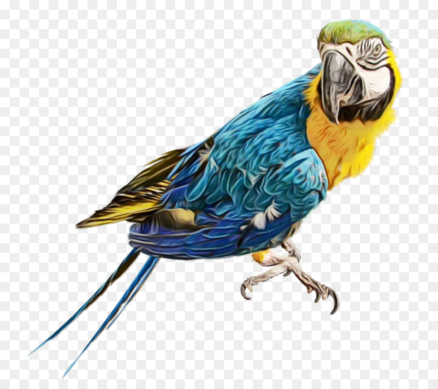 Aves，Los Loros PNG