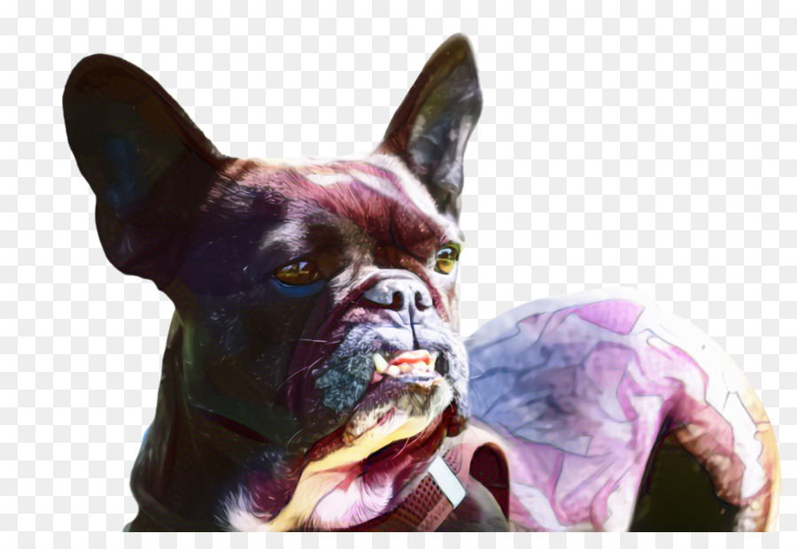 Bulldog，Bulldog Francés PNG