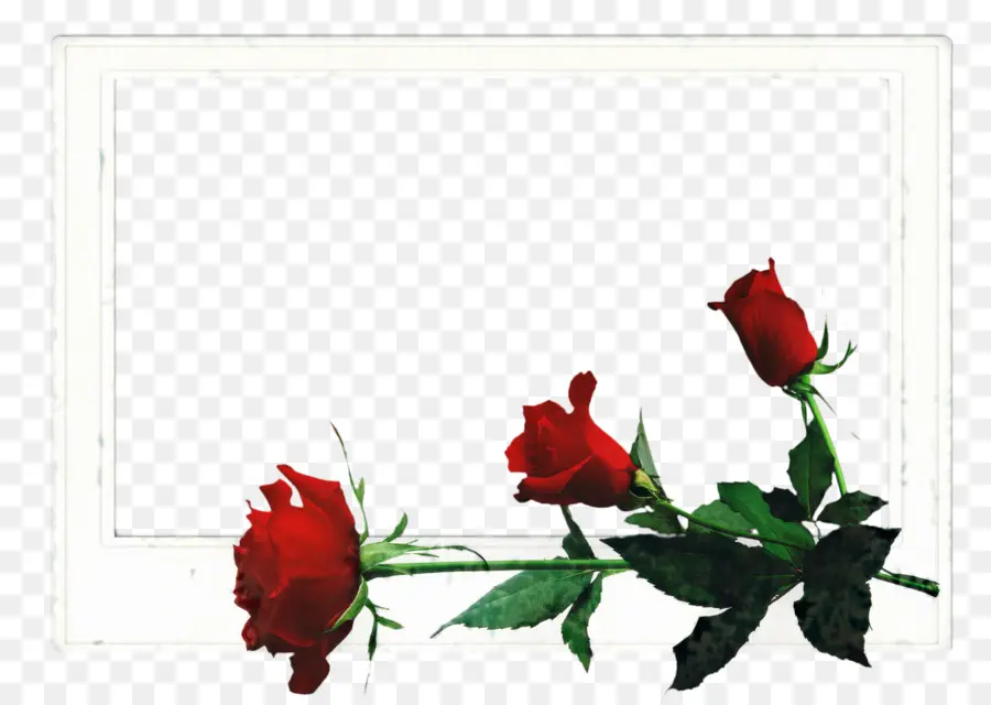 Rosas，Rojo PNG