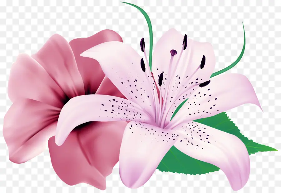 Flor Rosa，Florecer PNG