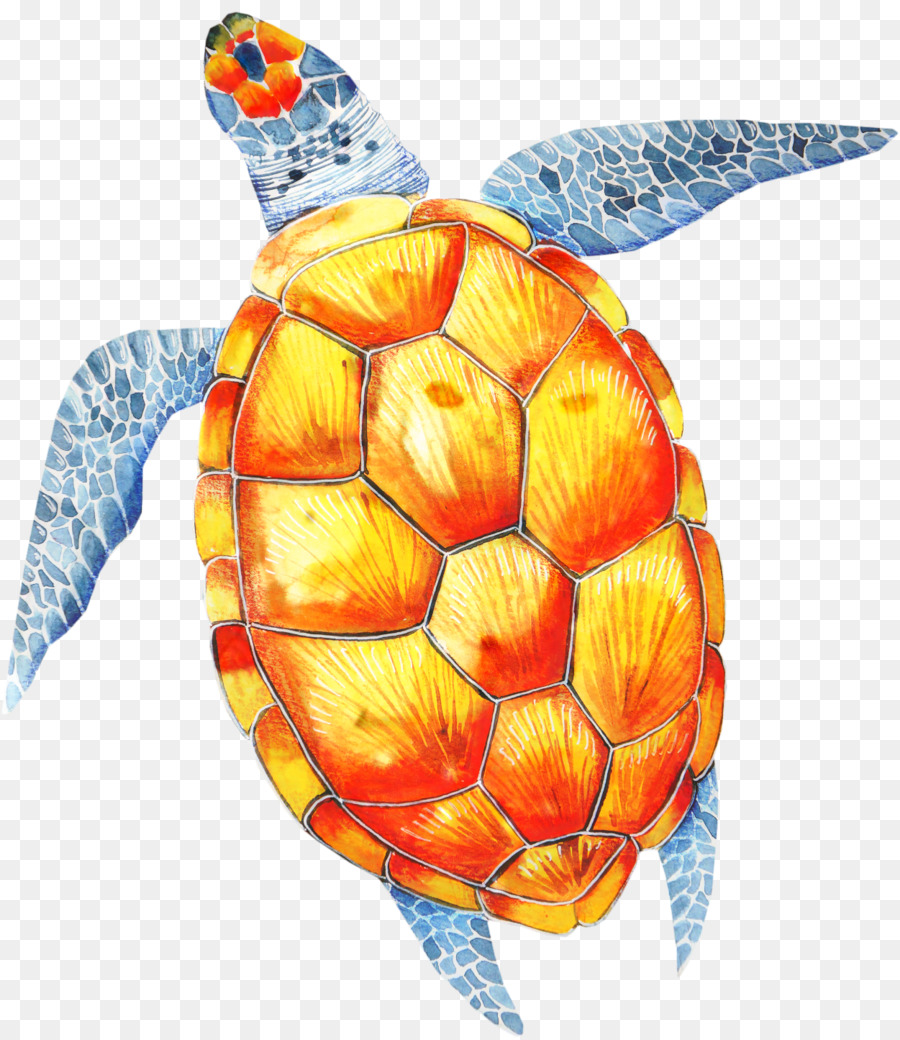 Tortuga，Caparazón PNG