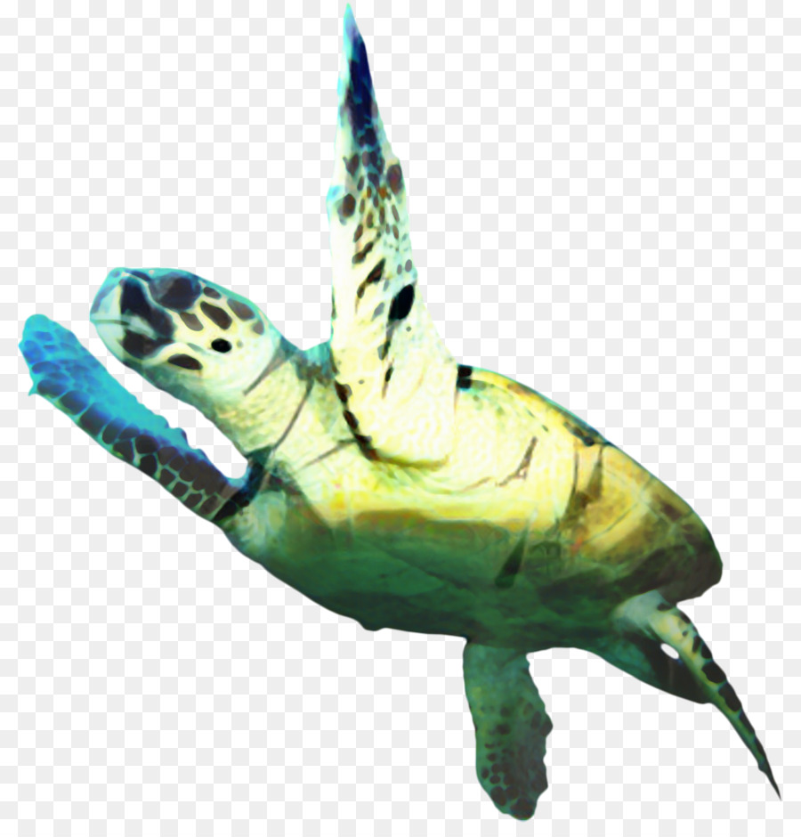 Tortuga Boba，Estanque De Las Tortugas PNG