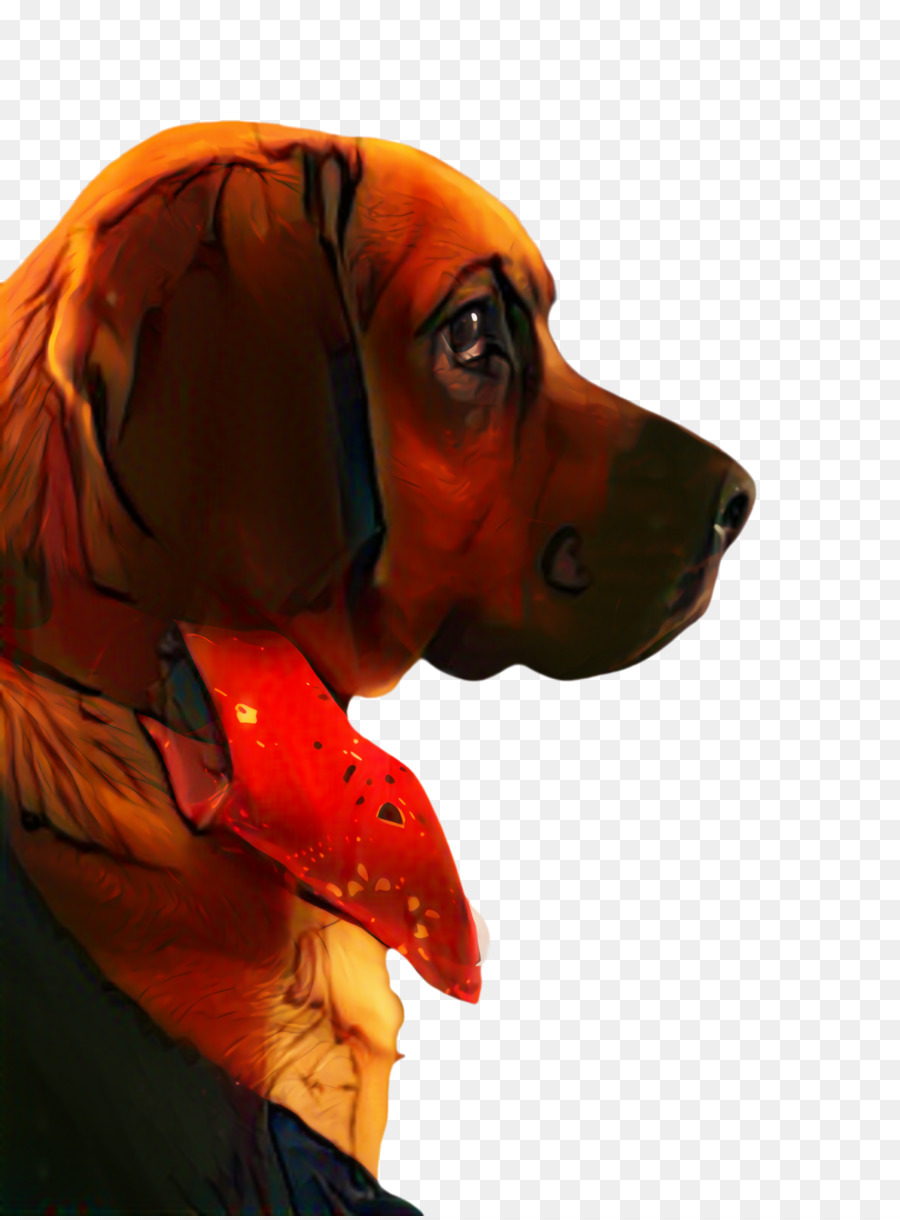 Raza De Perro，Perro PNG