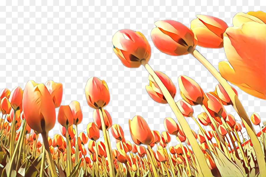 Tulipanes，Rojo PNG