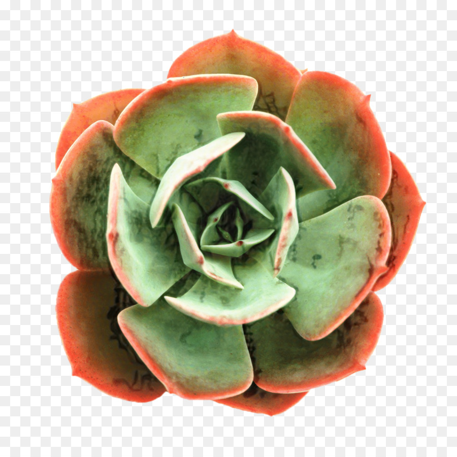 Flor，Rosa PNG