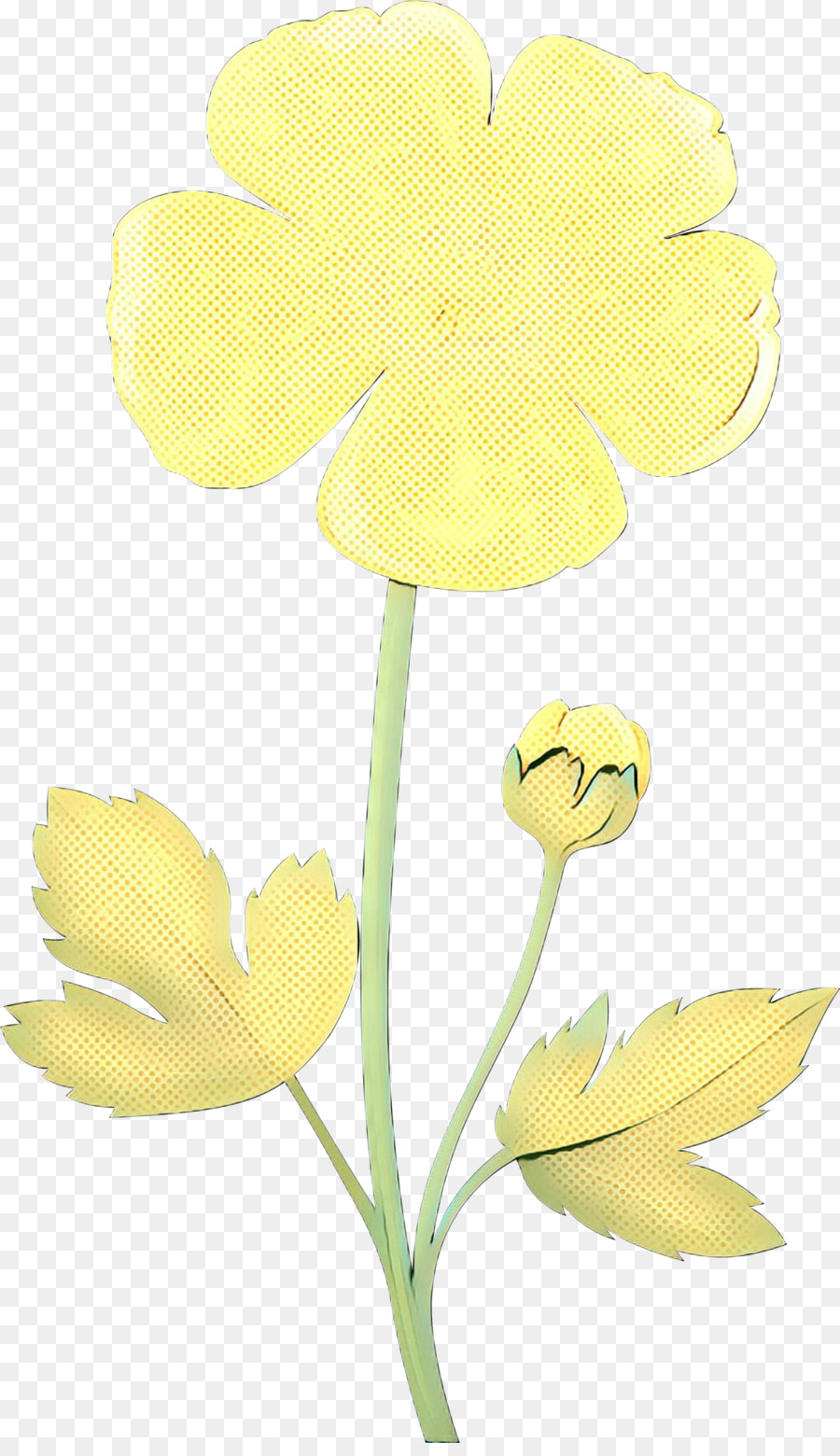 Narciso Amarillo，Provenir PNG