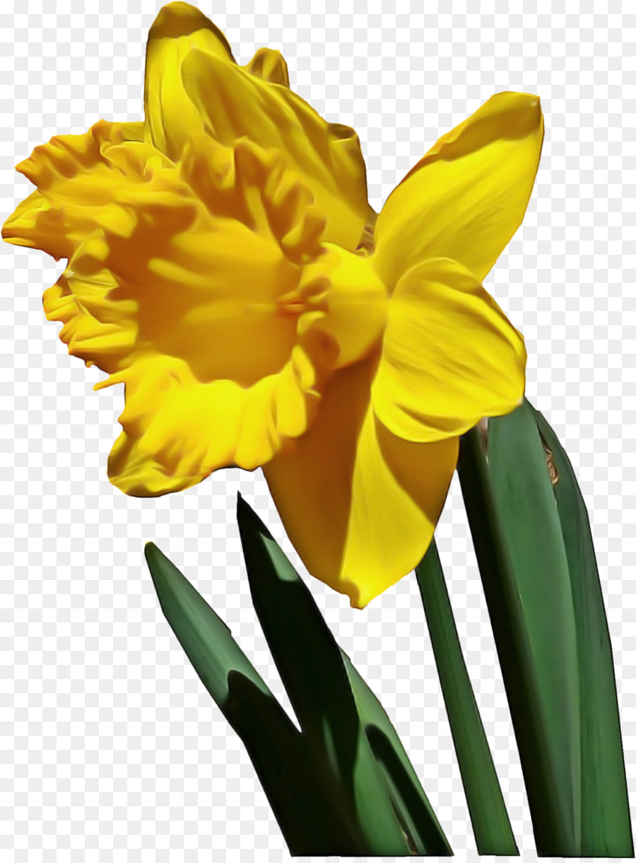 Las Flores Cortadas，Narcissus PNG