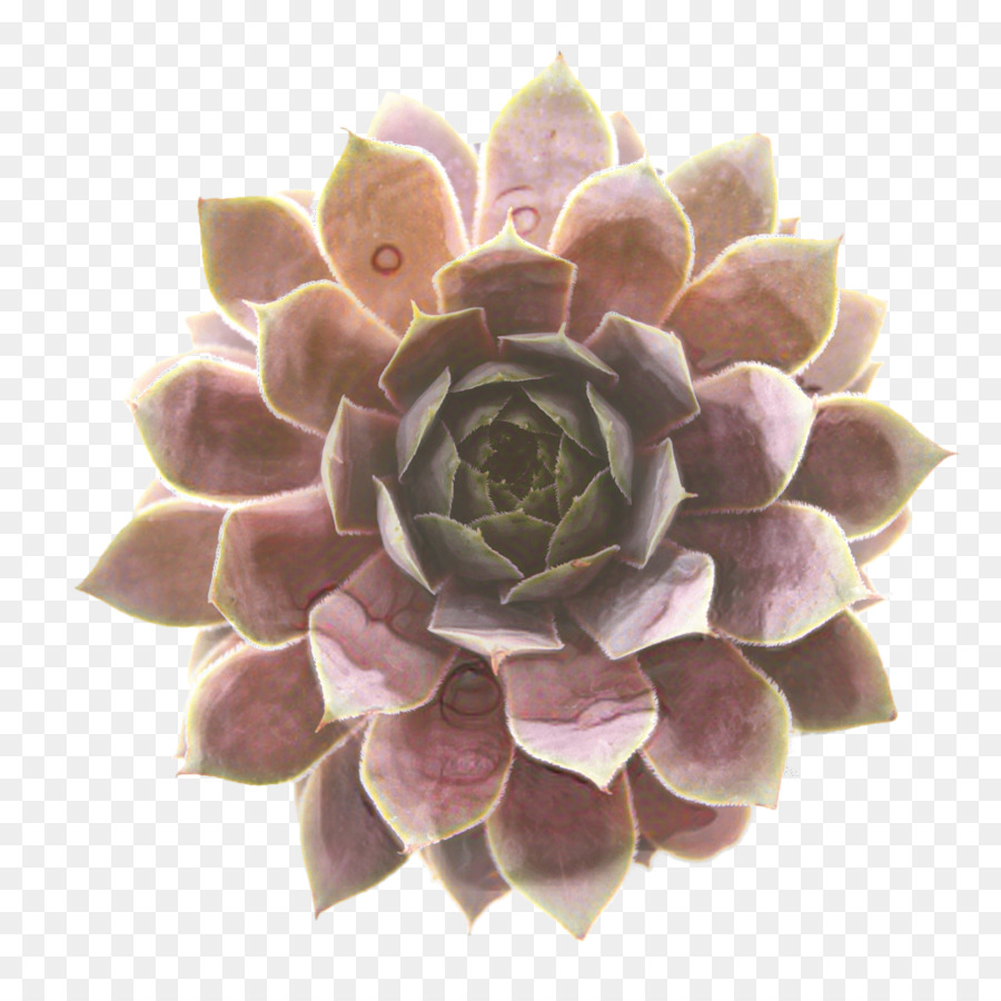 Morado，Echeveria PNG