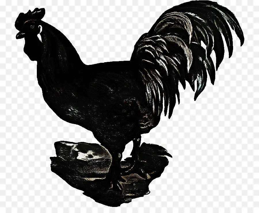 Gallo，Pollo PNG