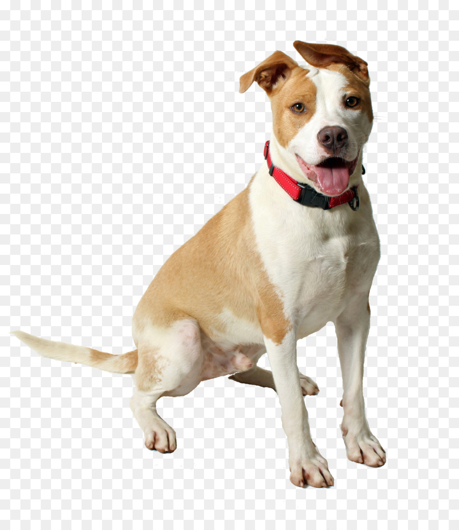 Perro Blanco，Perro PNG