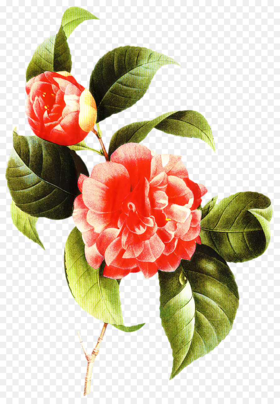 Japonés De La Camelia，Decoupage PNG