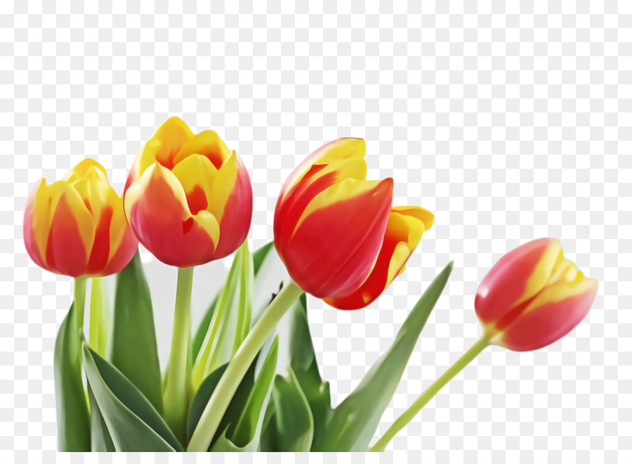 Tulipanes Rojos En Florero，Tulipanes PNG