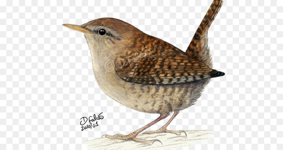 Wren，Aves PNG