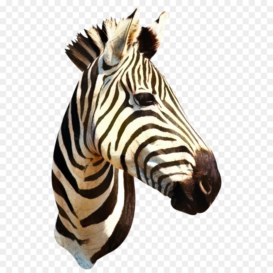 Quagga，La Moda PNG