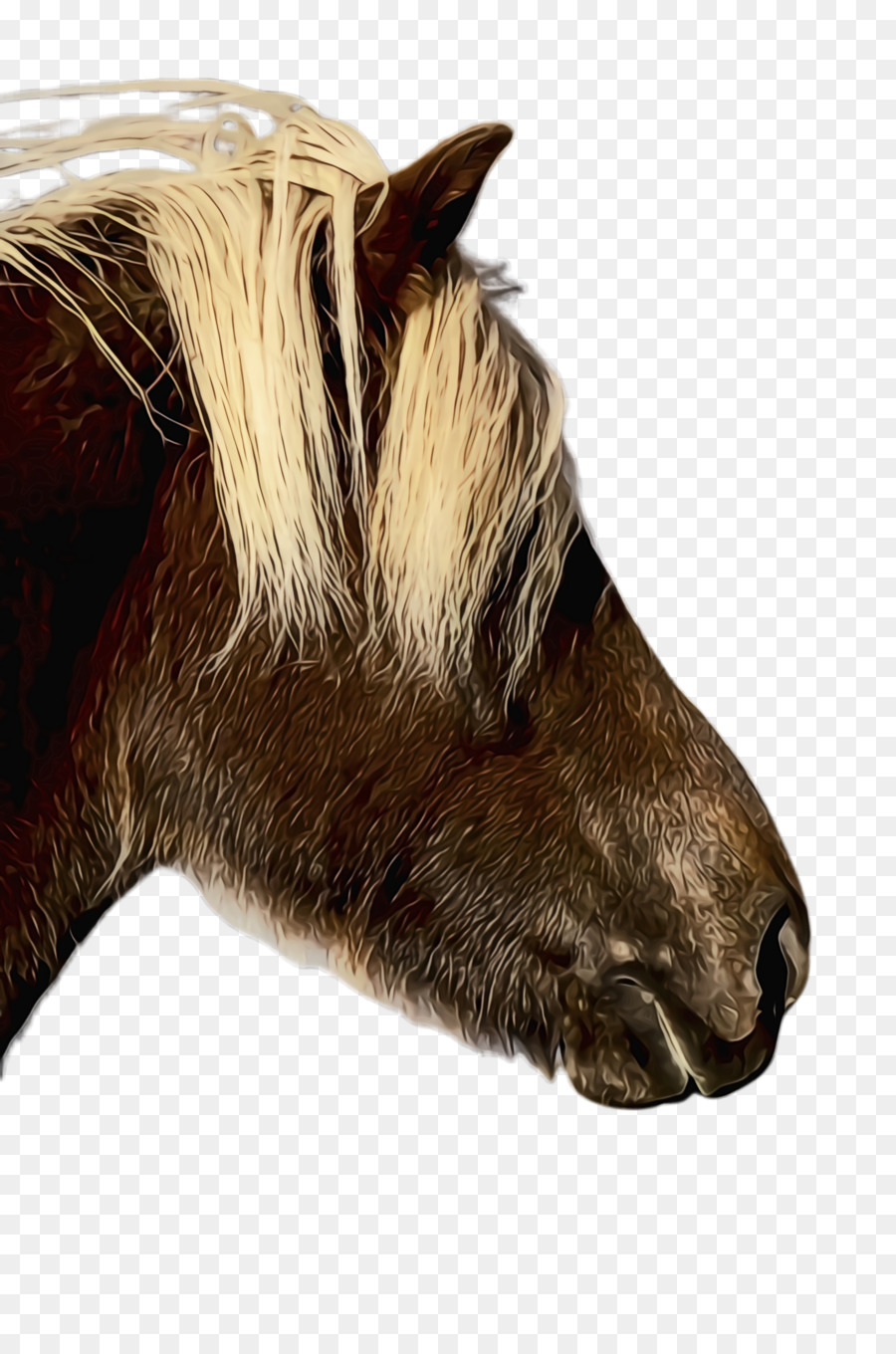 Caballo，Melena PNG