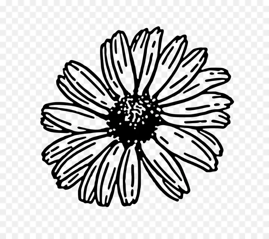 Común Daisy，Dibujo PNG