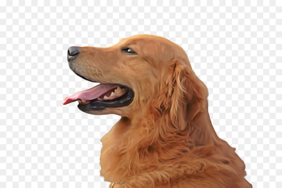 Golden Retriever，Nova Scotia Duck Peaje Retriever PNG