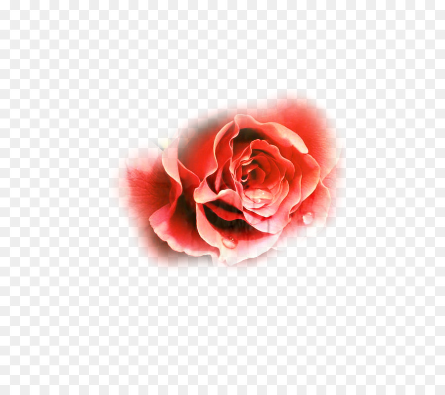 Rosa Roja，Rosa PNG