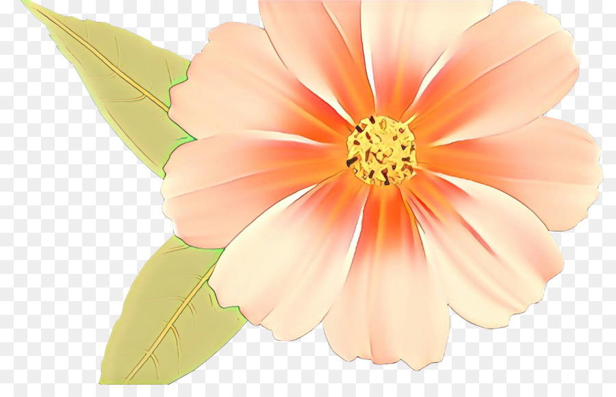 Daisy Familia，Amarillo PNG