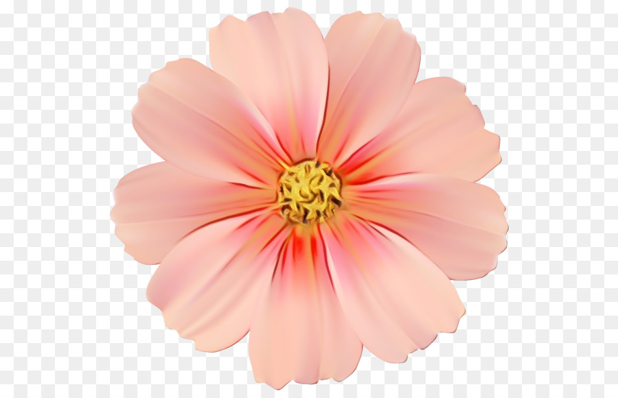 Común Daisy，Fondo De Escritorio PNG