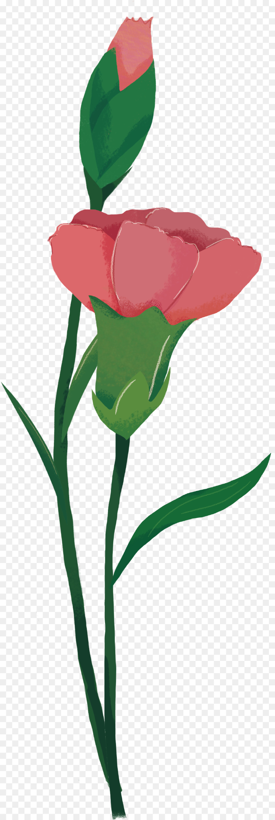 Flor，Rojo PNG