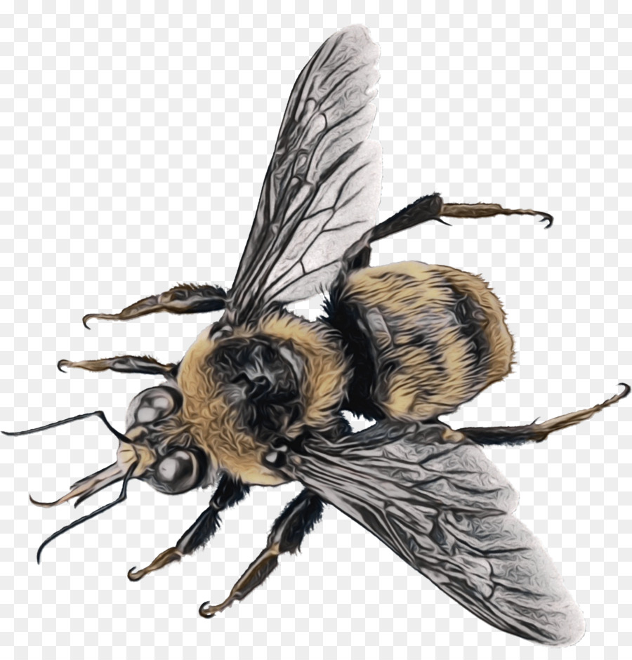 Abeja，Alas PNG