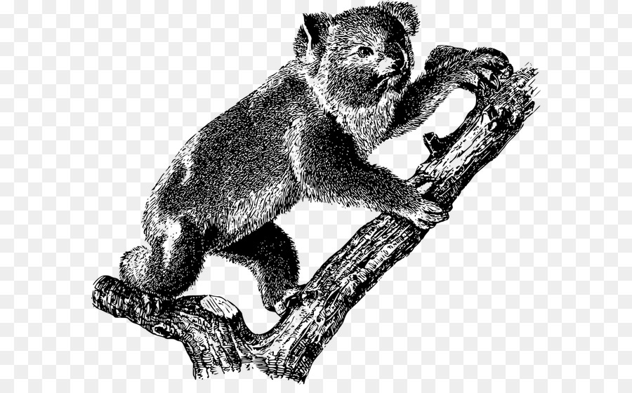 Koala，Oso PNG