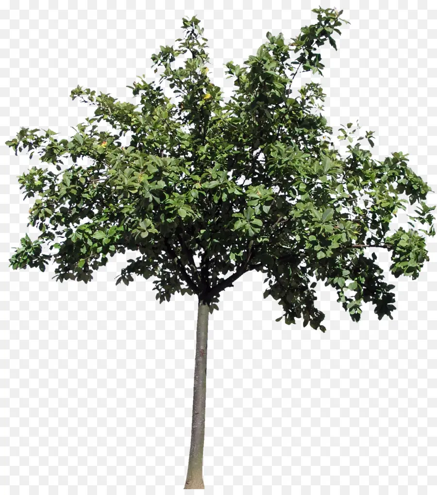 Árbol，Planta PNG