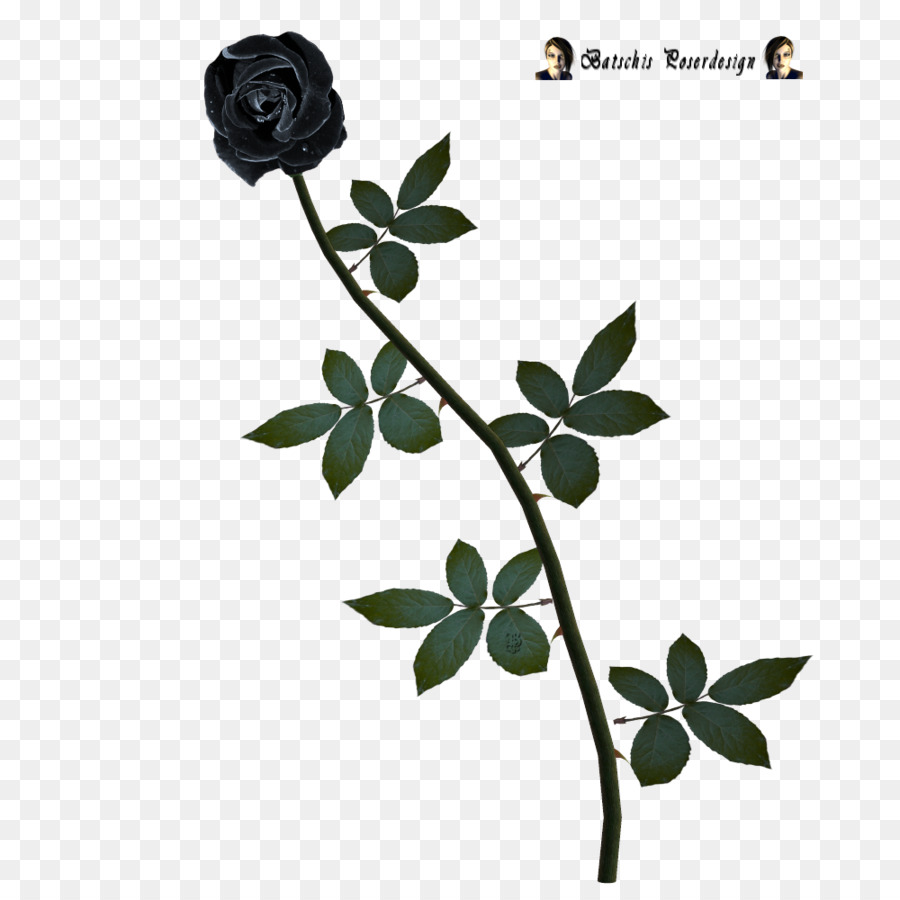 Rosa，Una Fotografía De Stock PNG