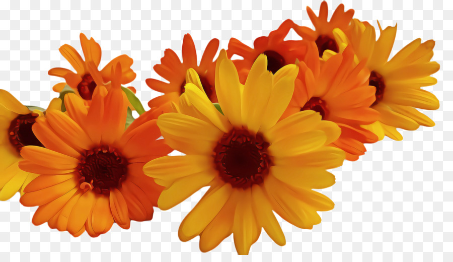 Girasoles，Amarillo PNG