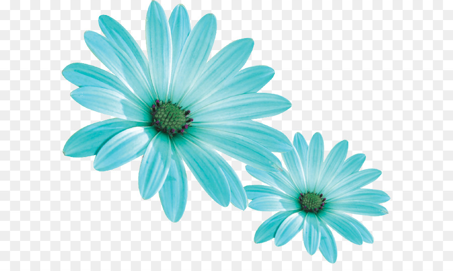 Común Daisy，Transvaal Daisy PNG